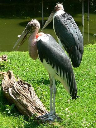 Tiere im Kölner Zoo