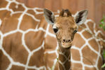 Freude über Nachwuchs im Kölner Zoo: Im Juni 2013 kam dieses niedliche Giraffe