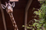Freude über Nachwuchs im Kölner Zoo: Im Juni 2013 kam dieses niedliche Giraffe