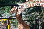 Giraffenbaby Zawadi mit Mama Nyiri 