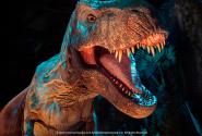 TREX_1200.jpg