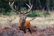 hirsch-heide-AdobeStock_240655382-1200x680.jpg