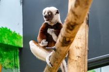 coquerel-sifaka_w-scheurer-7300822_1200c680.jpg