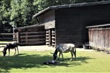 imago0054301442h2_2.horizontal-Tierpark_Tannenbusch_0.jpg imago0054301442h2_2.horizontal-Tierpark_Tannenbusch_0.jpg