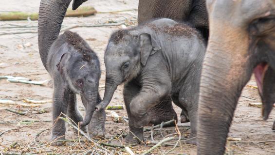 koelnerzoo170320_hl-0155.jpg