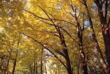Goldener Oktober: Wandern unterm bunten Blätterdach (Foto: Michael Bengel)