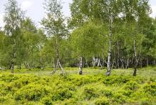 Naturschutzgebiet "Struffelt Heide": Birkenwald mit Heidelbeersträuchern und Adlerfarn. (Foto: Jochen Rüffer) Naturschutzgebiet "Struffelt Heide": Birkenwald mit Heidelbeersträuchern und Adlerfarn. (Foto: Jochen Rüffer)