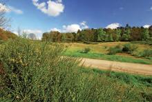 Der Brandweg eine preußische Brandschneise. (Foto: Michael Bengel)