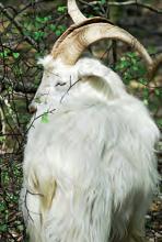 Eine Ziege am Wolfsweg: In der Wahner Heide gibt es seltene Tierarten. (Foto: Michael Bengel)