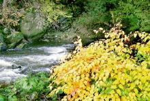Plätscherndes Wasser, buntes Laub: Die Rur im Herbst (Foto: Jochen Rüffer und Christiane Rüffer-Lukowicz) Plätscherndes Wasser, buntes Laub: Die Rur im Herbst (Foto: Jochen Rüffer und Christiane Rüffer-Lukowicz)