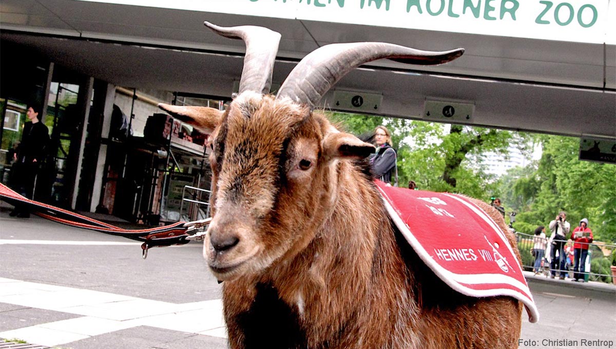 pics Köln Fc Hennes maskottchen des 1 fc koln hennes viii ist gestorben koeln de
