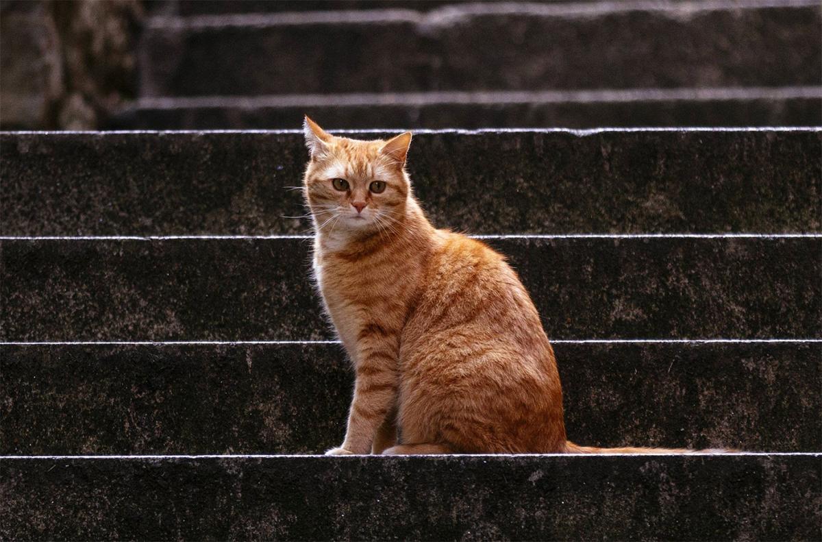 Revierkämpfe Freigänger Katzen