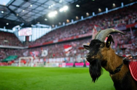 1 Fc Koln Sagt Testspiel Gegen Utrecht Ab Koeln De