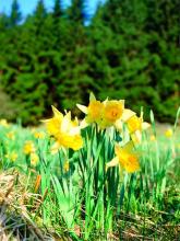 Im Frühling erfreuen sich Wanderer am Anblick Abertausender Narzissen. (Foto: Maria A. Pfeifer)