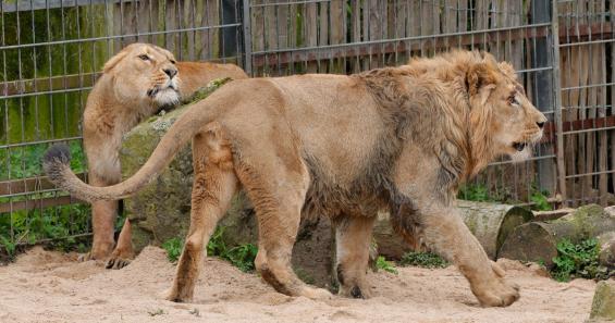 Löwin Gina sucht Deckung hinter einem Felsen und wehrt alle Annäherungsversuche von Navin ab. Foto: Werner Scheurer Löwin Gina sucht Deckung hinter einem Felsen und wehrt alle Annäherungsversuche von Navin ab. Foto: Werner Scheurer