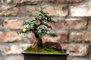 bonsai185.jpg