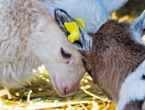 tierischeliebe145.jpg