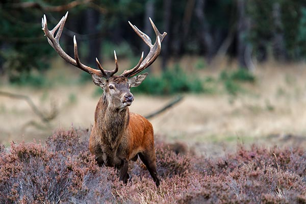 hirsch-heide-AdobeStock_240655382_600x400.jpg