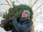 weihnachtsbaum_imago0096404434_westend61_145x110.jpg
