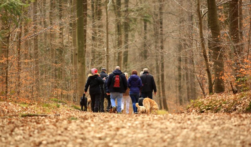 Spaziergänger sind mit Hunden im Wald unterwegs Der Königsforst ist ein 2519 Hektar großes Waldgebi
