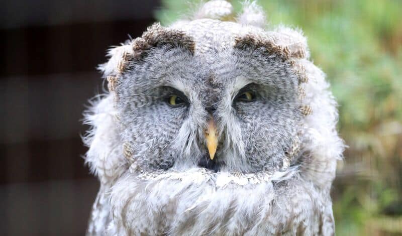 Ein schielender Bartkauz in der Greifvogelstation Gut Leidenhausen in Köln-Porz.
