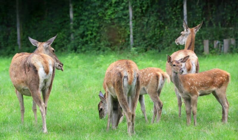 Rehe äsen auf einer Wiese