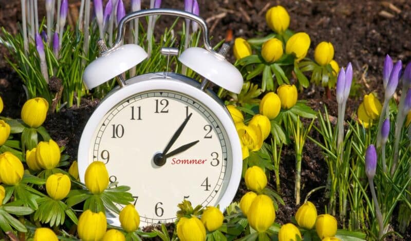 Weiße Uhr auf Blumenwiese