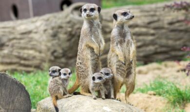 Erdmännchen im Kölner Zoo