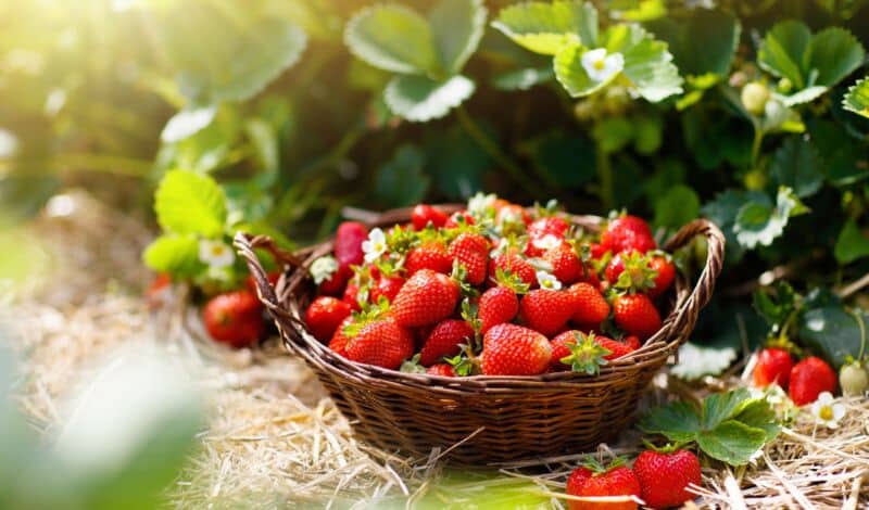 Erdbeeren im Korb auf Feld