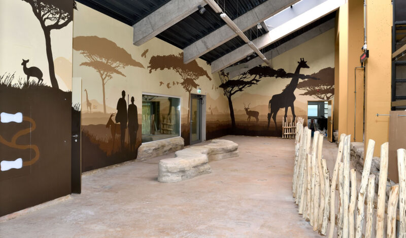 Blick ins Giraffenhaus des Kölner Zoos