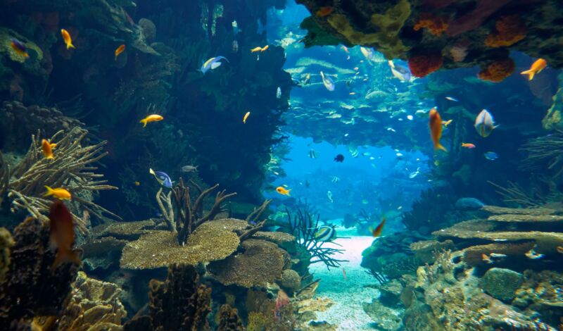 Unterwasserwelt mit Fischen, Korallen und Steinen