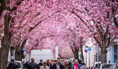 Blühende Kirschbäume in der Bonner Altstadt