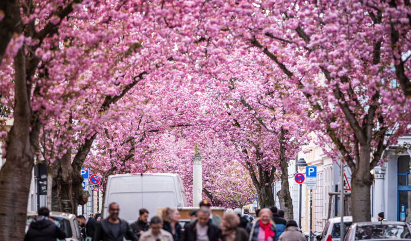 Blühende Kirschbäume in der Bonner Altstadt