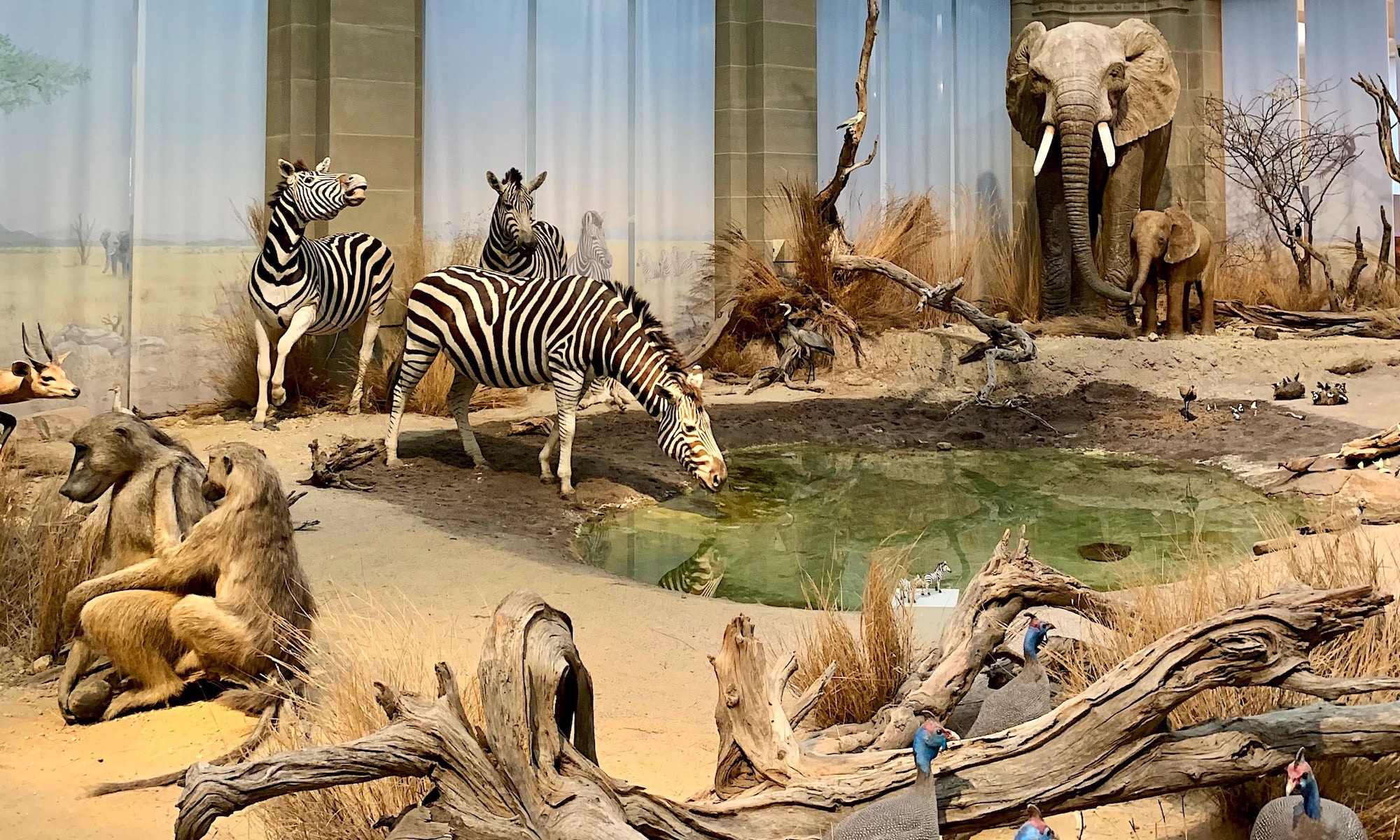 Ausstellungsbereich im Bonner Museum König