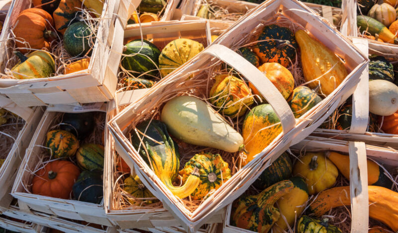 Kürbisse auf einem Herbstmarkt