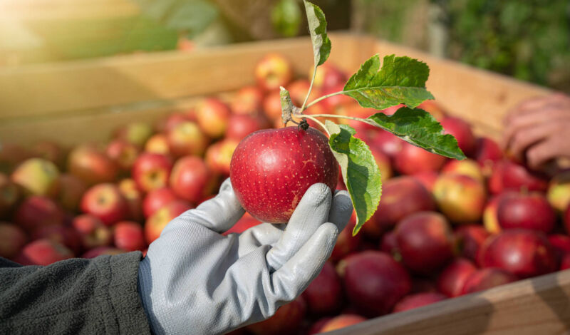 Apfelernte - Erntehelfer hält einen gepflückten Apfel vor einer mit Äpfeln gefüllten Erntekiste hoch