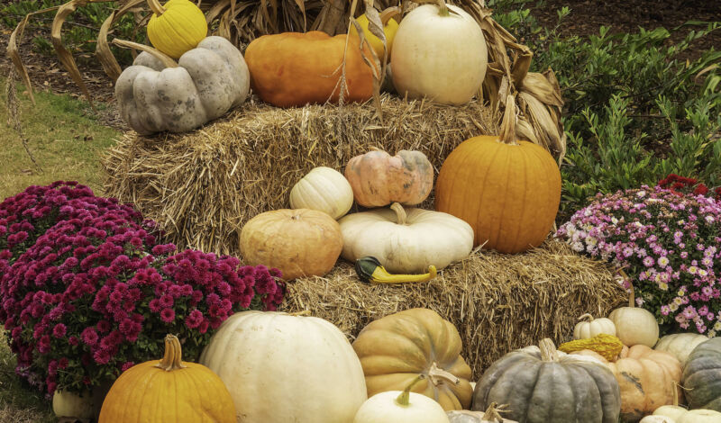 Herbstliche Deko mit Kürbissen, Blumen und Strohballen