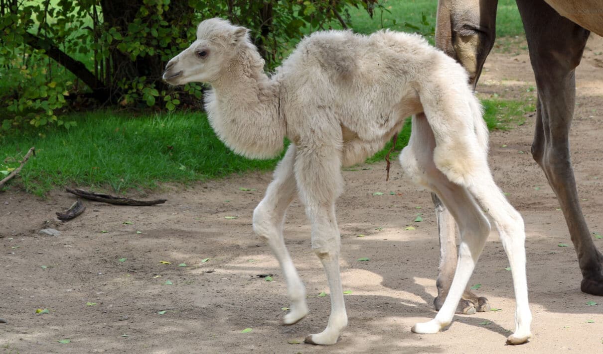 Das Foto zeigt ein junges weißes Trampeltier im Kölner Zoo.