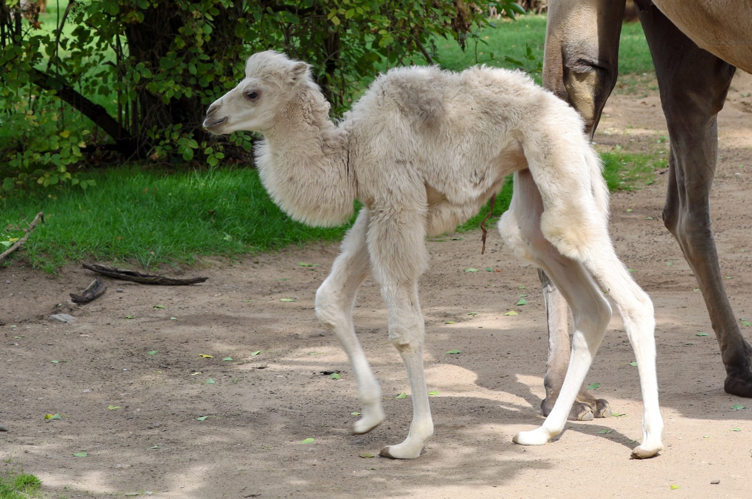 Das Foto zeigt ein junges weißes Trampeltier im Kölner Zoo.