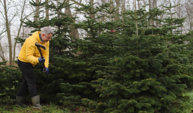 Ein Mann fällt einen Weihnachtsbaum