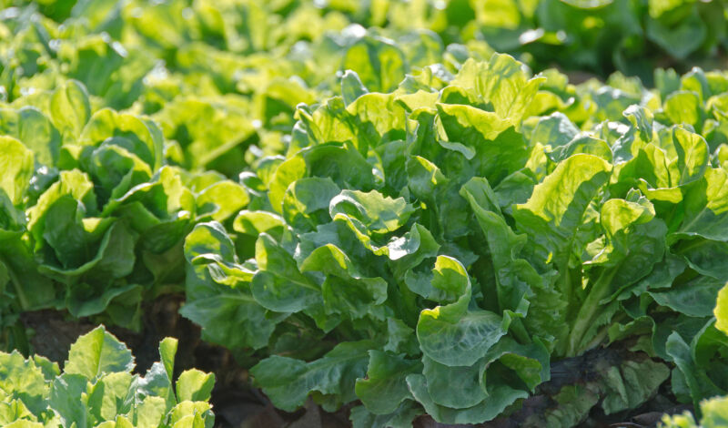 Endiviensalat, der im Garten und im Freiland wächst