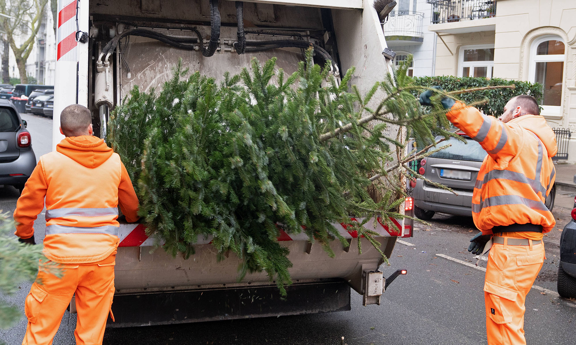 Mitarbeiter der Müllabfuhr werfen einen alten Weihnachtsbaum in einem Müllwagen