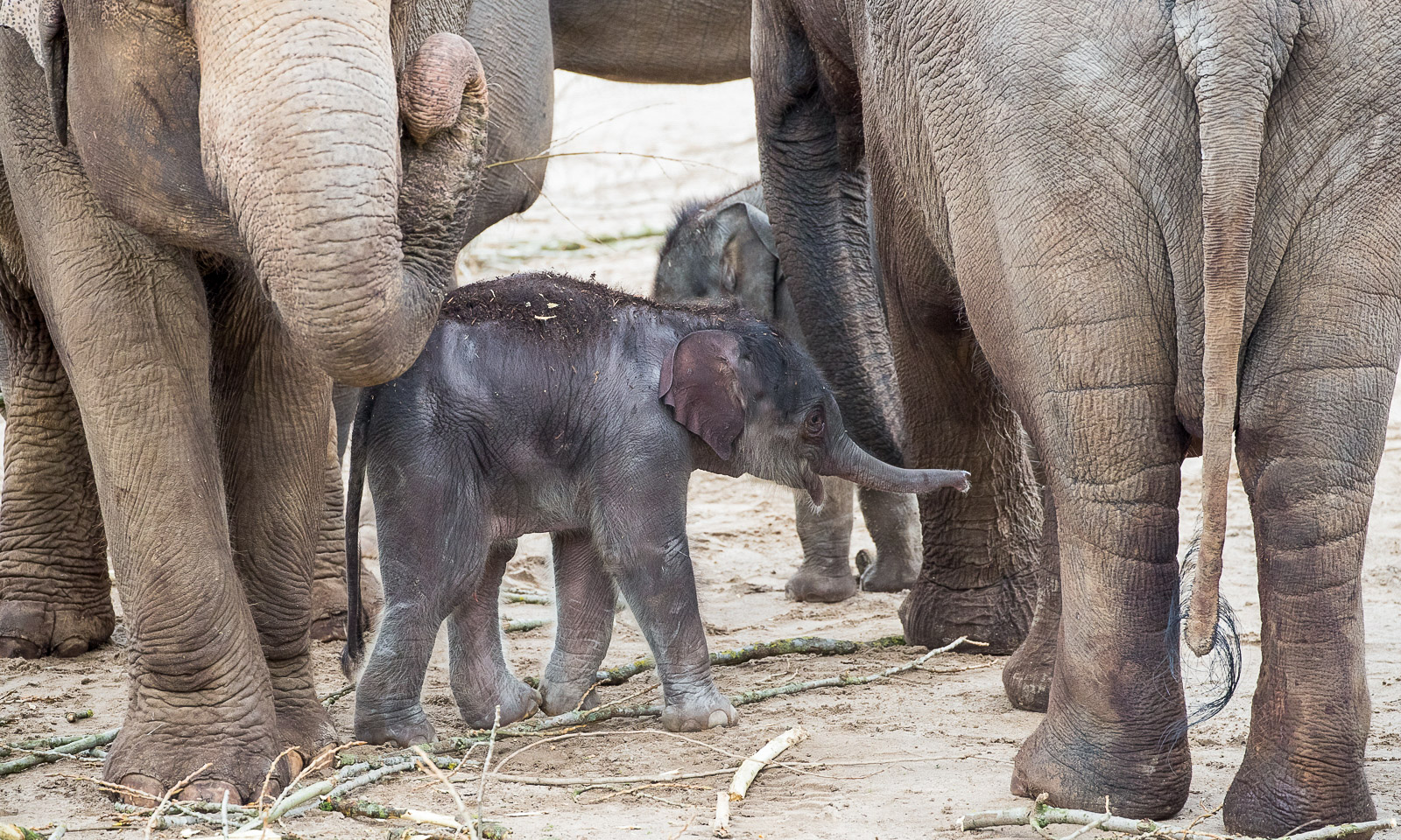 Elefanten mit Jungtier im Kölner Zoo