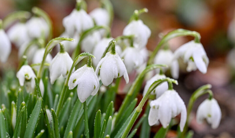 Schneeglöckchen