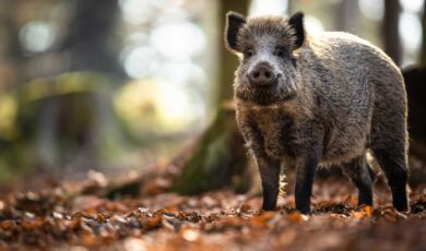 Wildschwein im wald