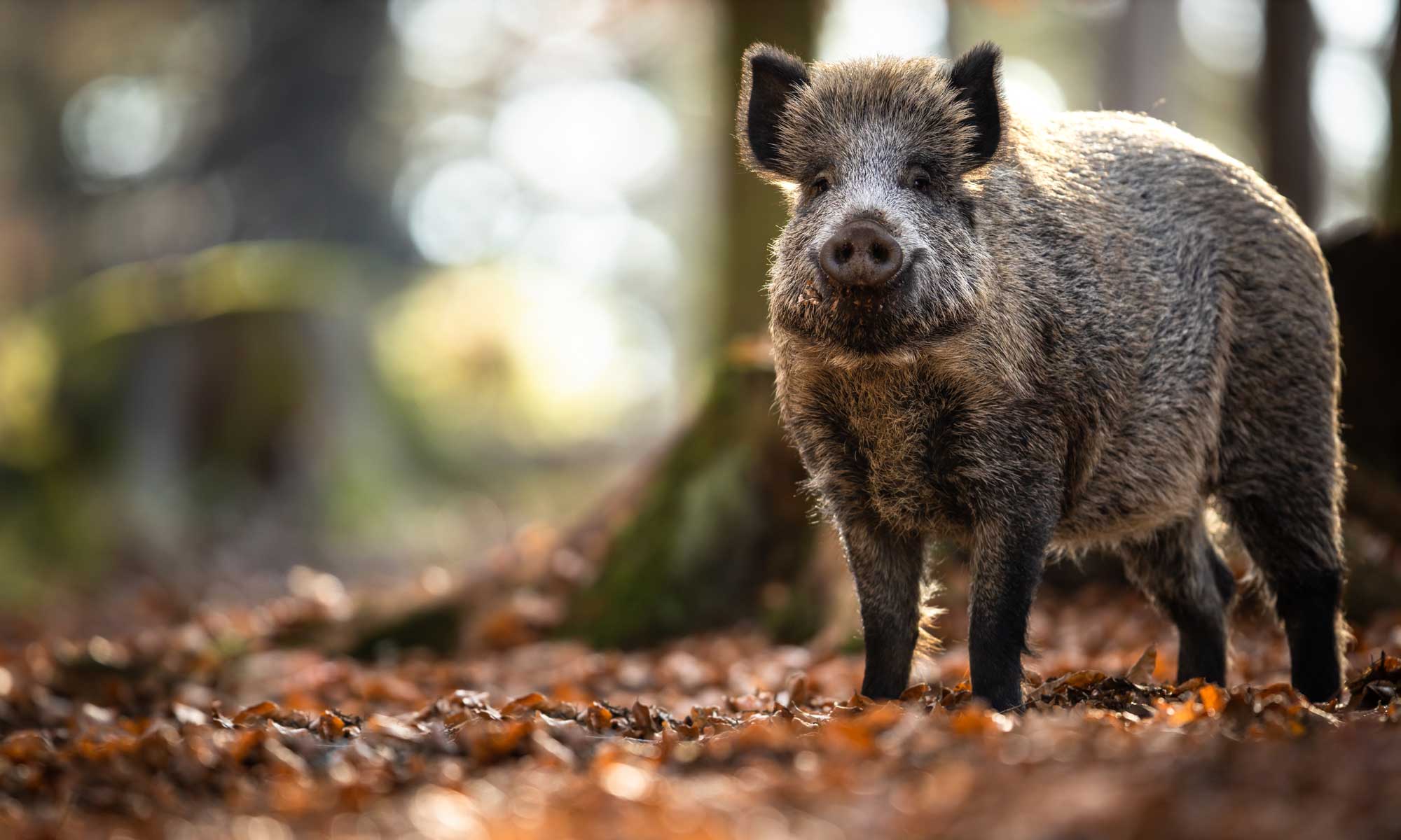 Wildschwein im wald