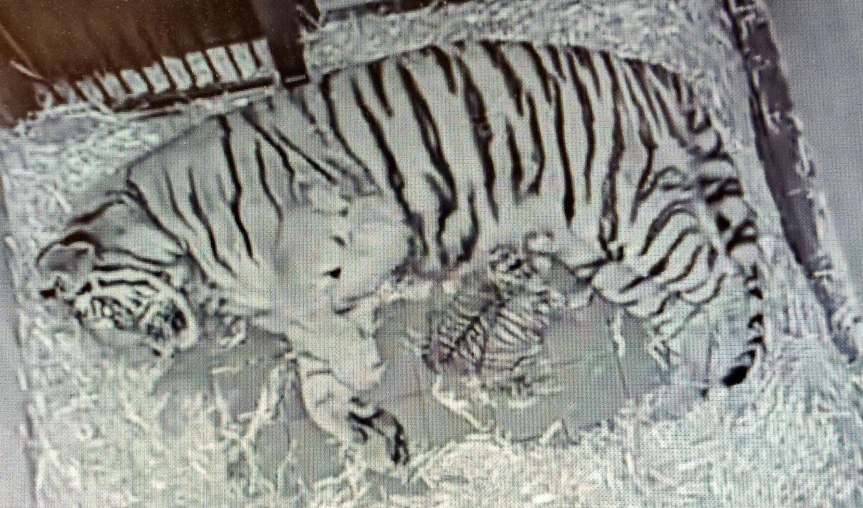 Blick in die Wurfhöhle und auf den Nachwuchs bei den Amurtigern im Kölner Zoo