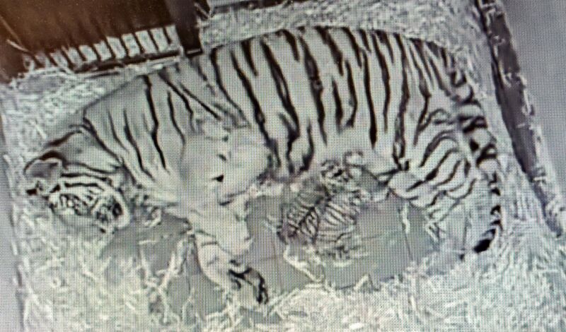 Blick in die Wurfhöhle und auf den Nachwuchs bei den Amurtigern im Kölner Zoo