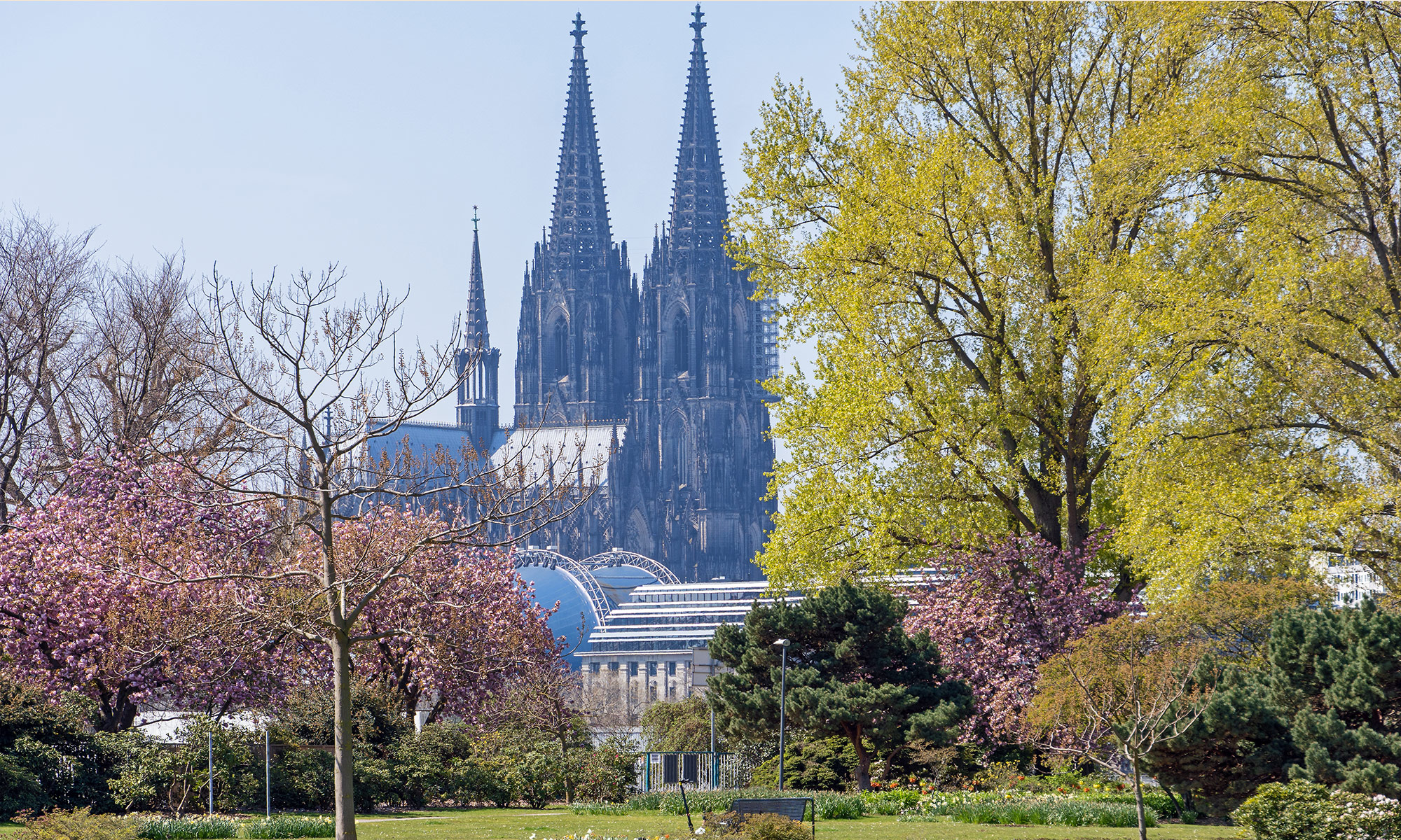 Kölner Dom, aus dem rheinpark gesehen