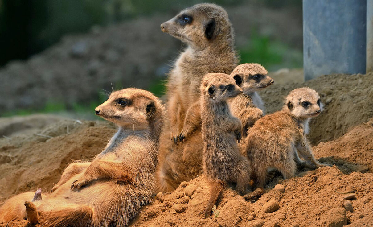 Welcher Zoo Ist Der Größte In Deutschland Kölner Zoo: Preise, Öffnungszeiten & Infos